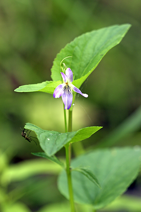 Изображение особи Viola ruppii.