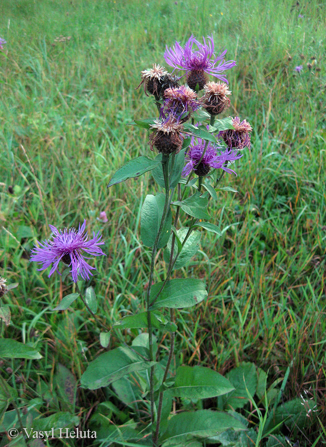 Image of Centaurea carpatica specimen.