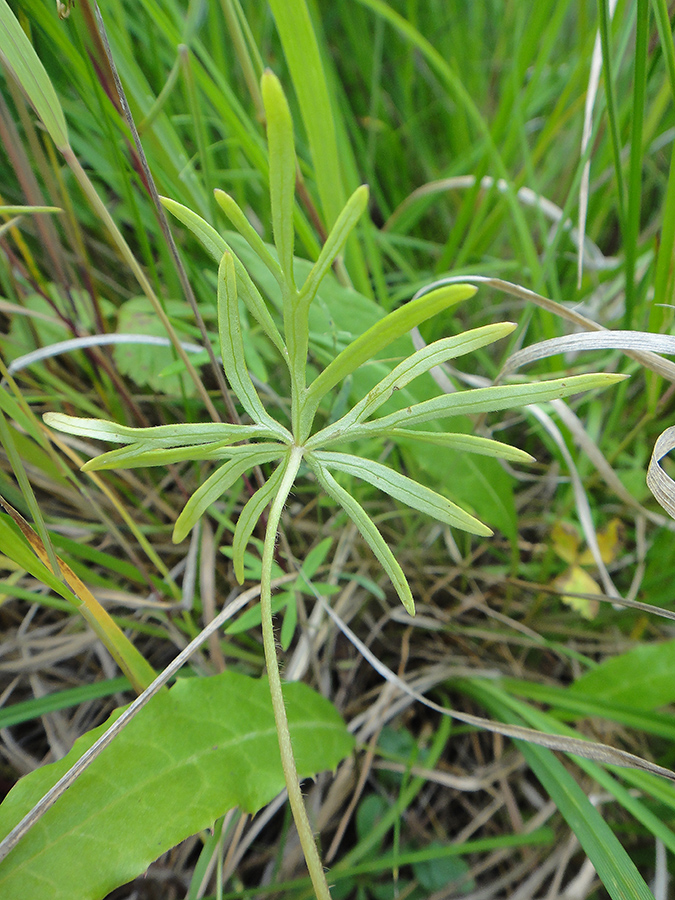 Image of Aconitum ambiguum specimen.