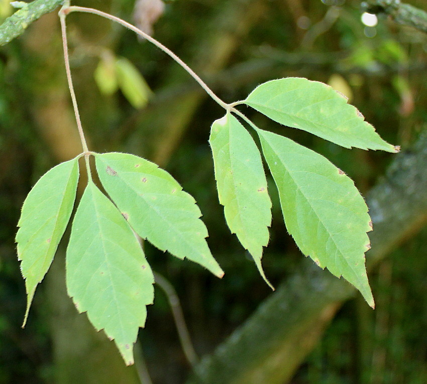 Изображение особи Acer cissifolium.