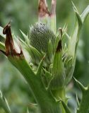 Eryngium pandanifolium. Верхушка побега с развивающимися соцветиями. Германия, г. Krefeld, Ботанический сад. 10.06.2013.