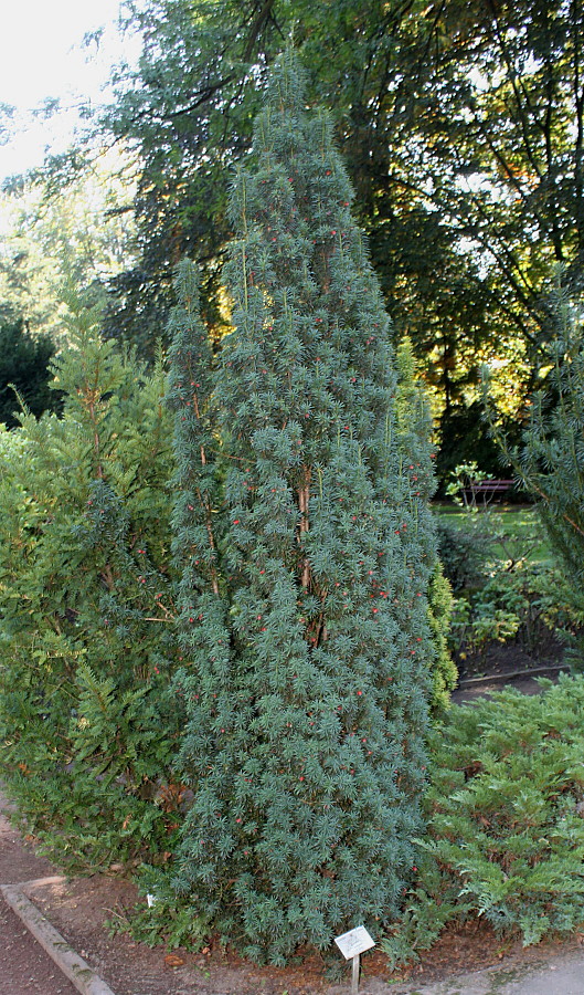 Image of Taxus baccata specimen.