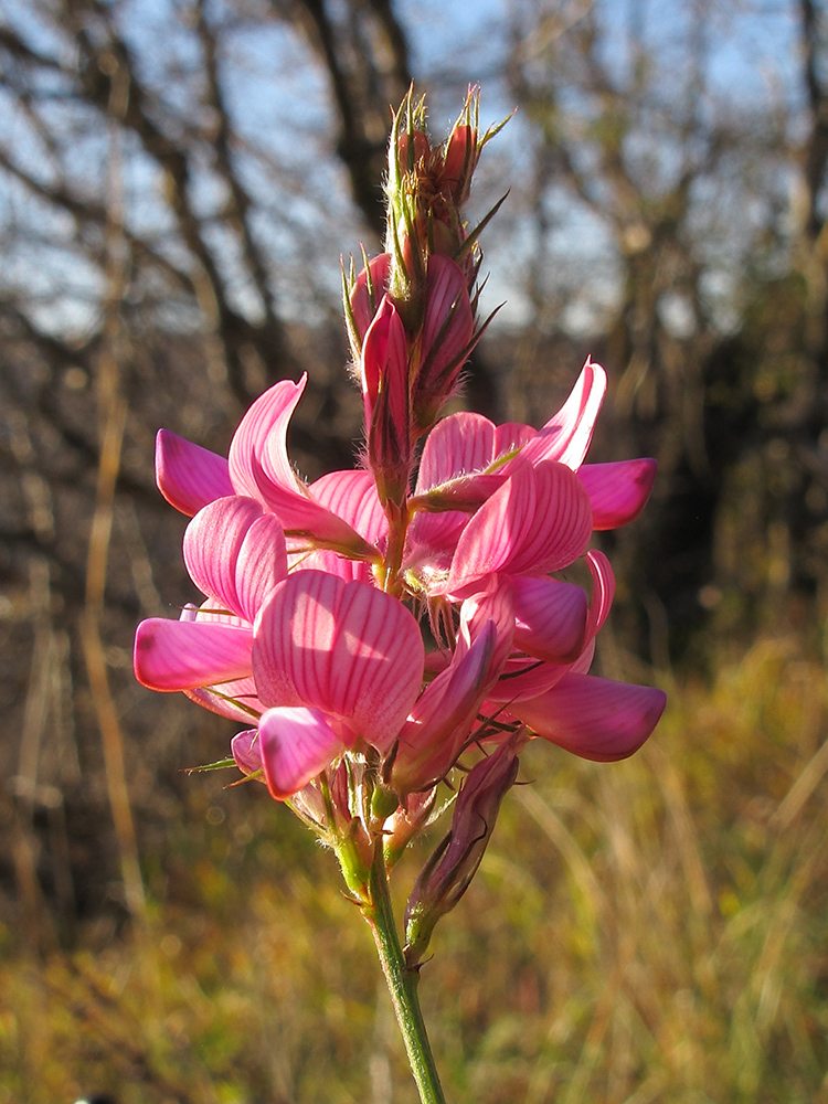 Image of Onobrychis miniata specimen.