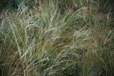 Смотреть изображение род Stipa