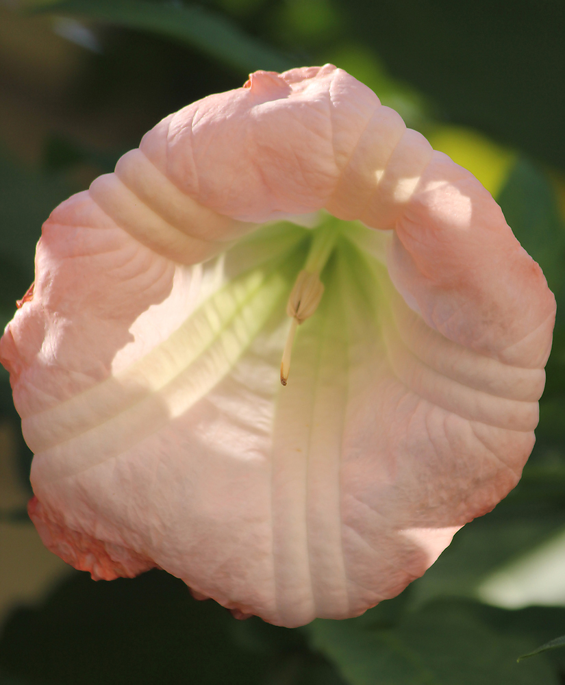 Image of Brugmansia suaveolens specimen.