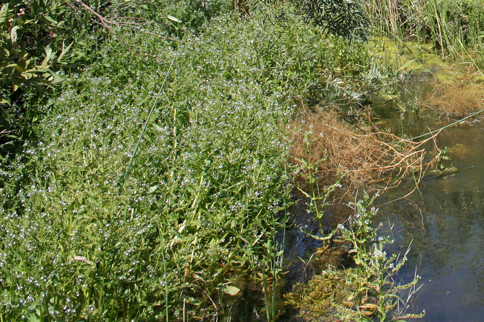 Image of Veronica anagallis-aquatica specimen.