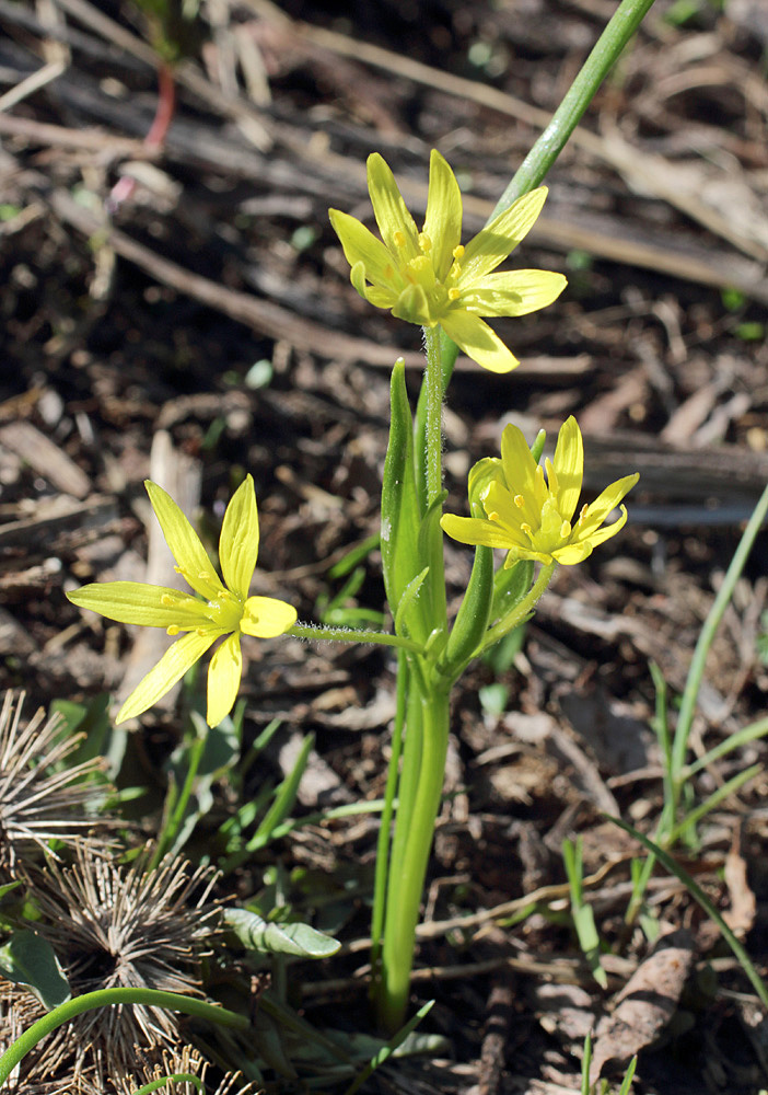 Изображение особи Gagea liotardii.