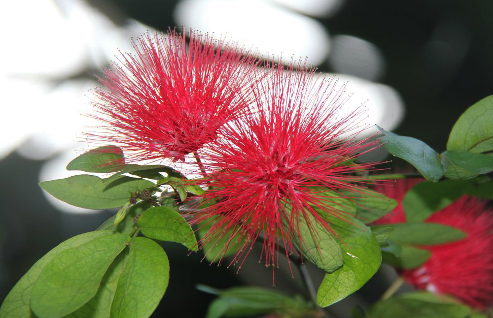 Изображение особи род Calliandra.