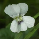 Viola sororia