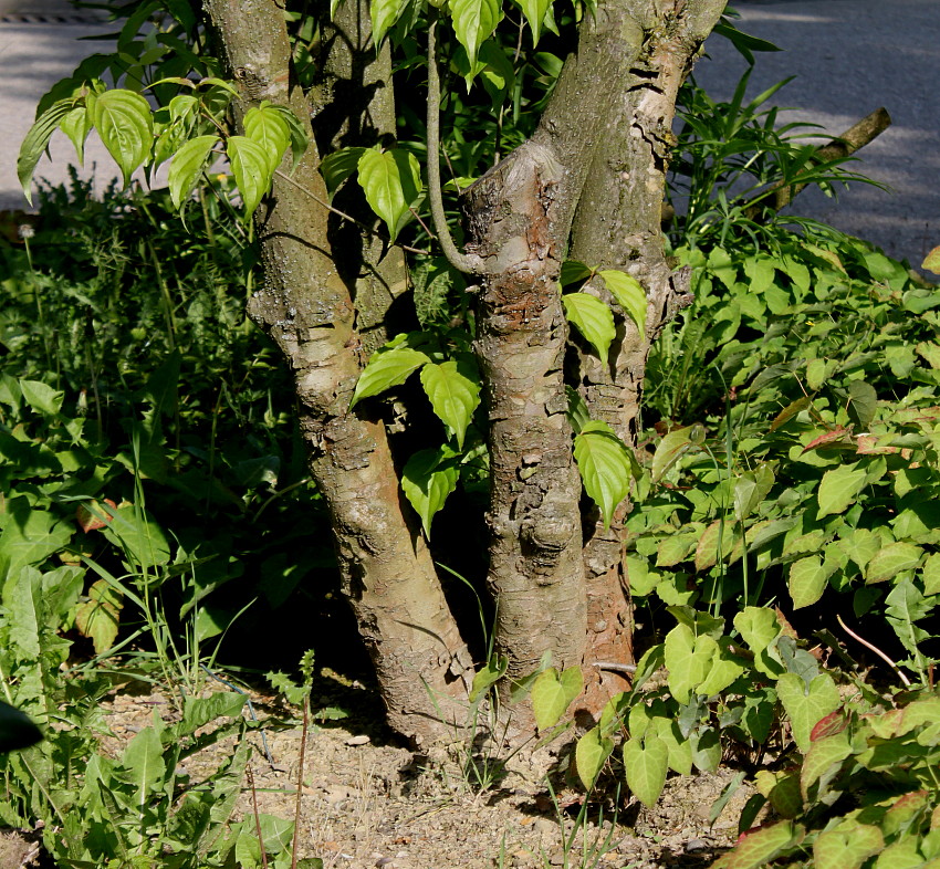 Image of Cynoxylon kousa specimen.