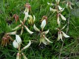 Trifolium polyphyllum