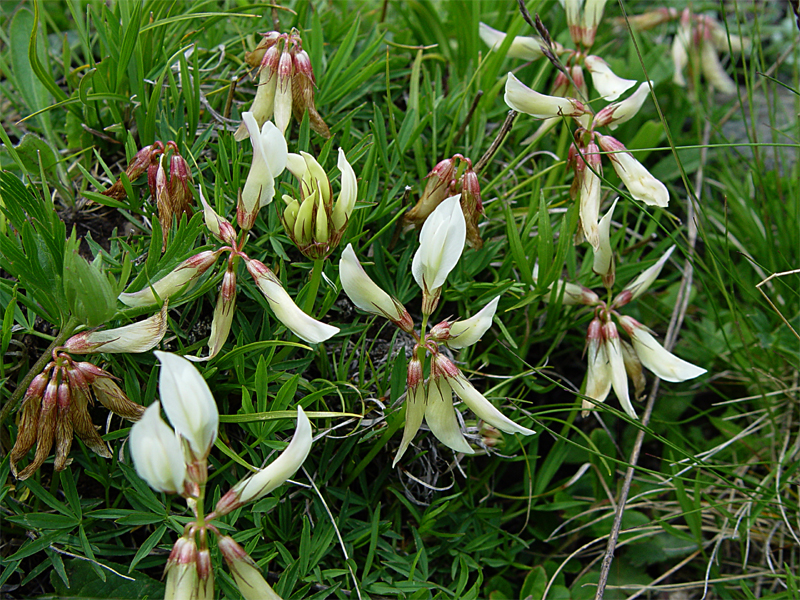 Image of Trifolium polyphyllum specimen.