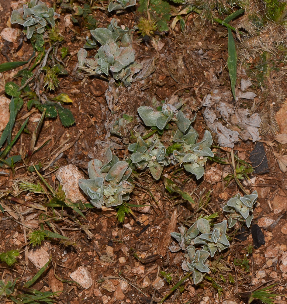 Image of Micropus supinus specimen.