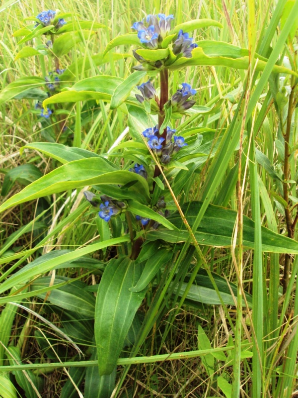 Image of Gentiana cruciata specimen.