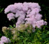 Thalictrum aquilegiifolium. Побеги с соцветиями. Германия, г. Дюссельдорф, Ботанический сад университета. 03.06.2014.