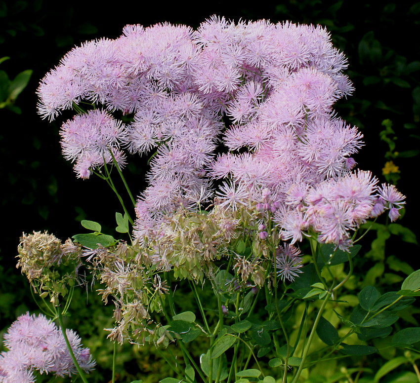 Image of Thalictrum aquilegiifolium specimen.