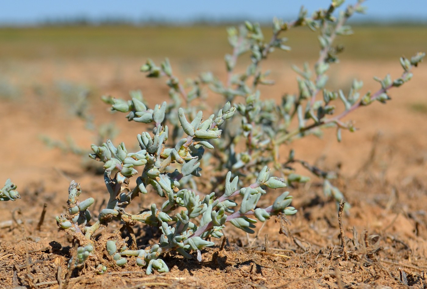 Image of Salsola acutifolia specimen.