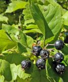 род Crataegus. Соплодие и листья. Подмосковье, г. Одинцово, придомовые посадки. Сентябрь 2014 г.