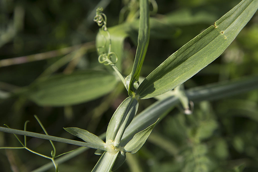 Изображение особи Lathyrus latifolius.