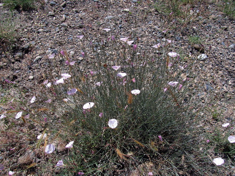 Image of Convolvulus pseudocantabrica specimen.