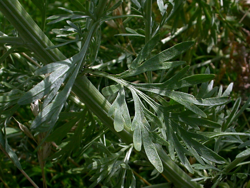 Изображение особи Artemisia absinthium.