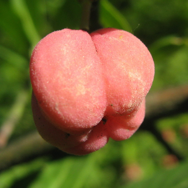 Image of Euonymus europaeus specimen.