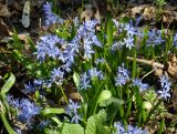 Scilla bifolia. Цветущие растения. Степная балка, Днепропетровская обл., конец марта.