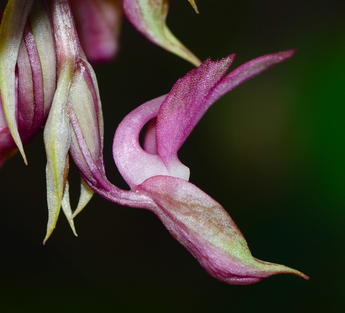 Image of Anacamptis sancta specimen.