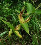 Lysimachia vulgaris. Часть побега с поражёнными листьями. Окр. Архангельска, окраина леса. 17.08.2015.