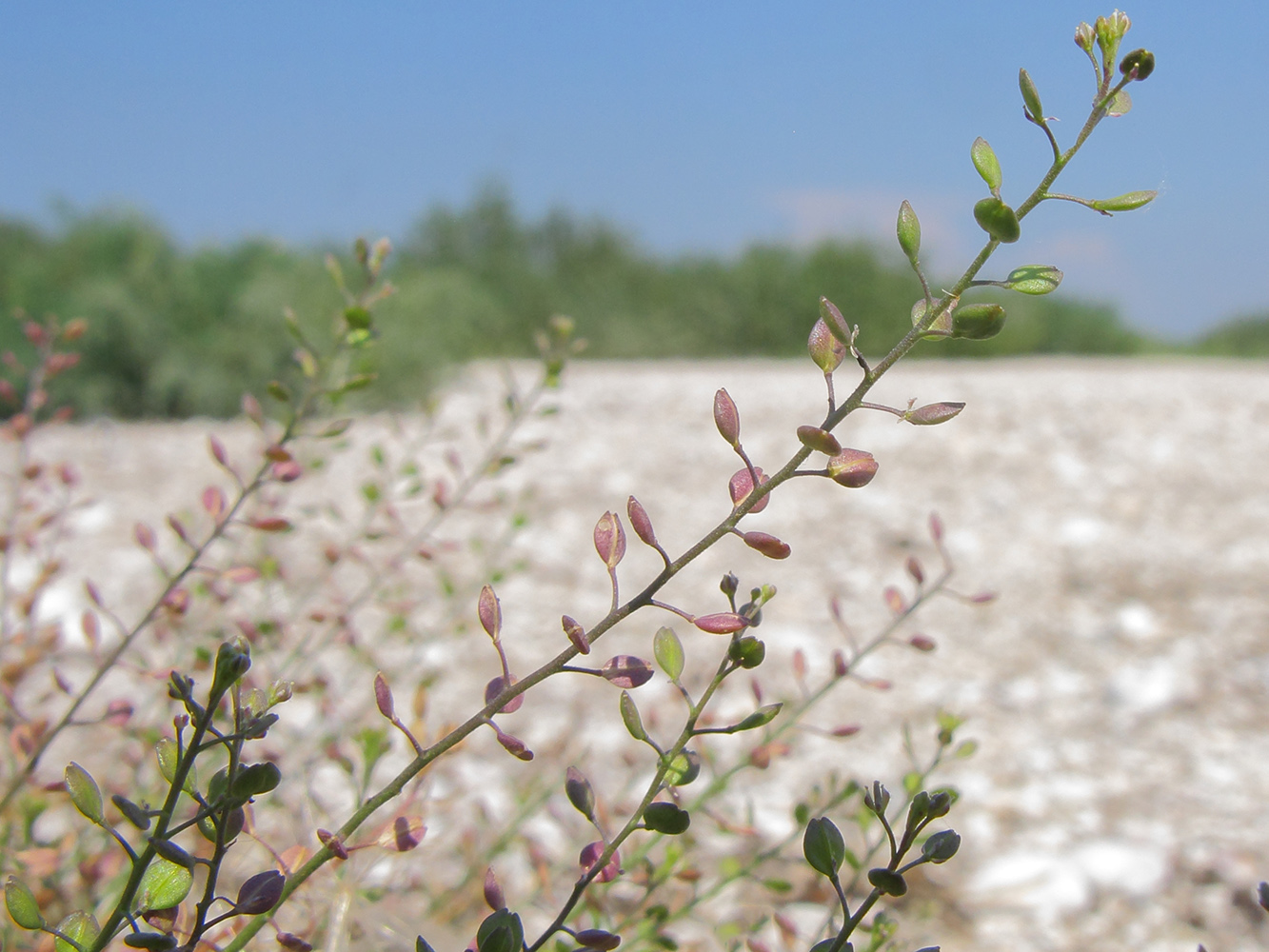 Изображение особи Lepidium ruderale.