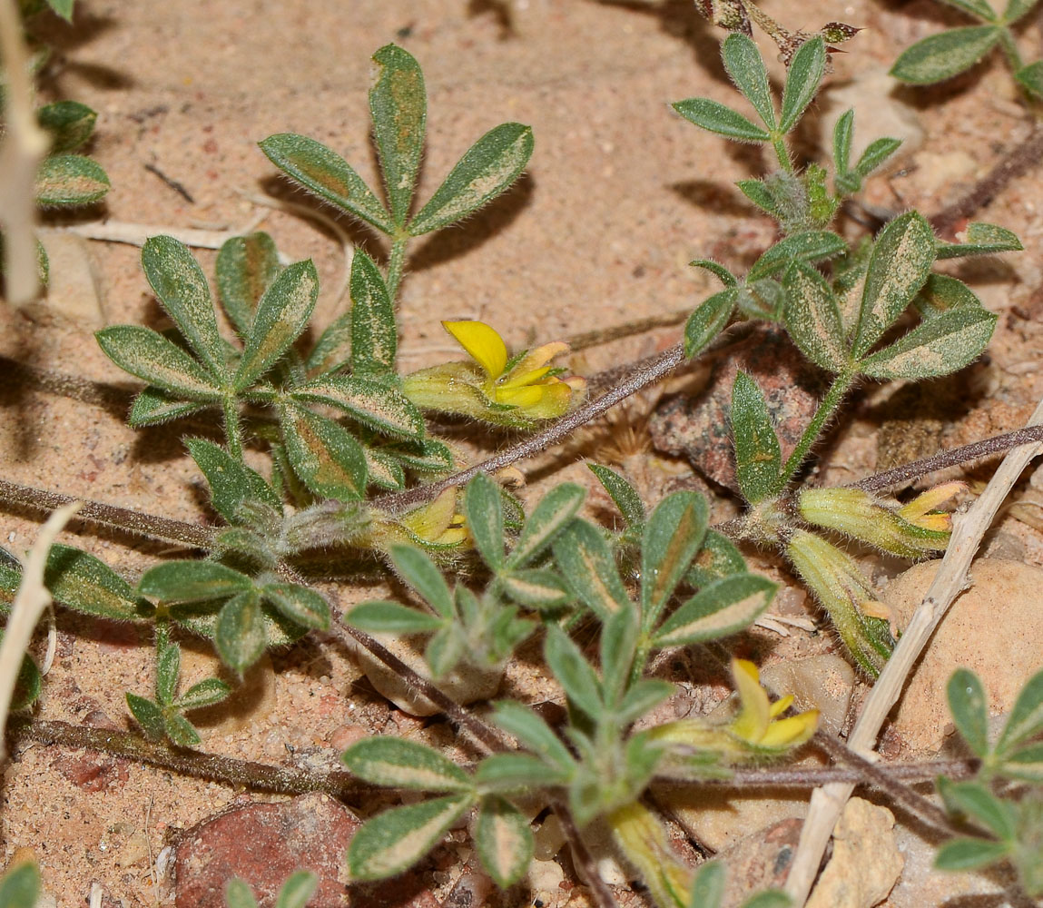 Image of Lotononis platycarpa specimen.