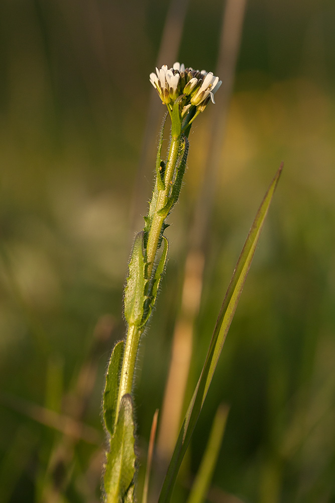 Image of Arabis sagittata specimen.