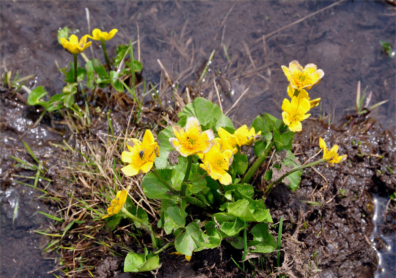 Image of Caltha polypetala specimen.