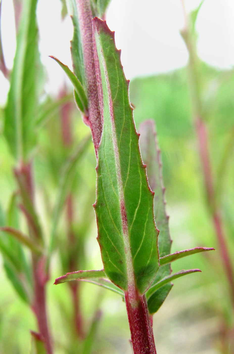 Image of Epilobium tetragonum specimen.