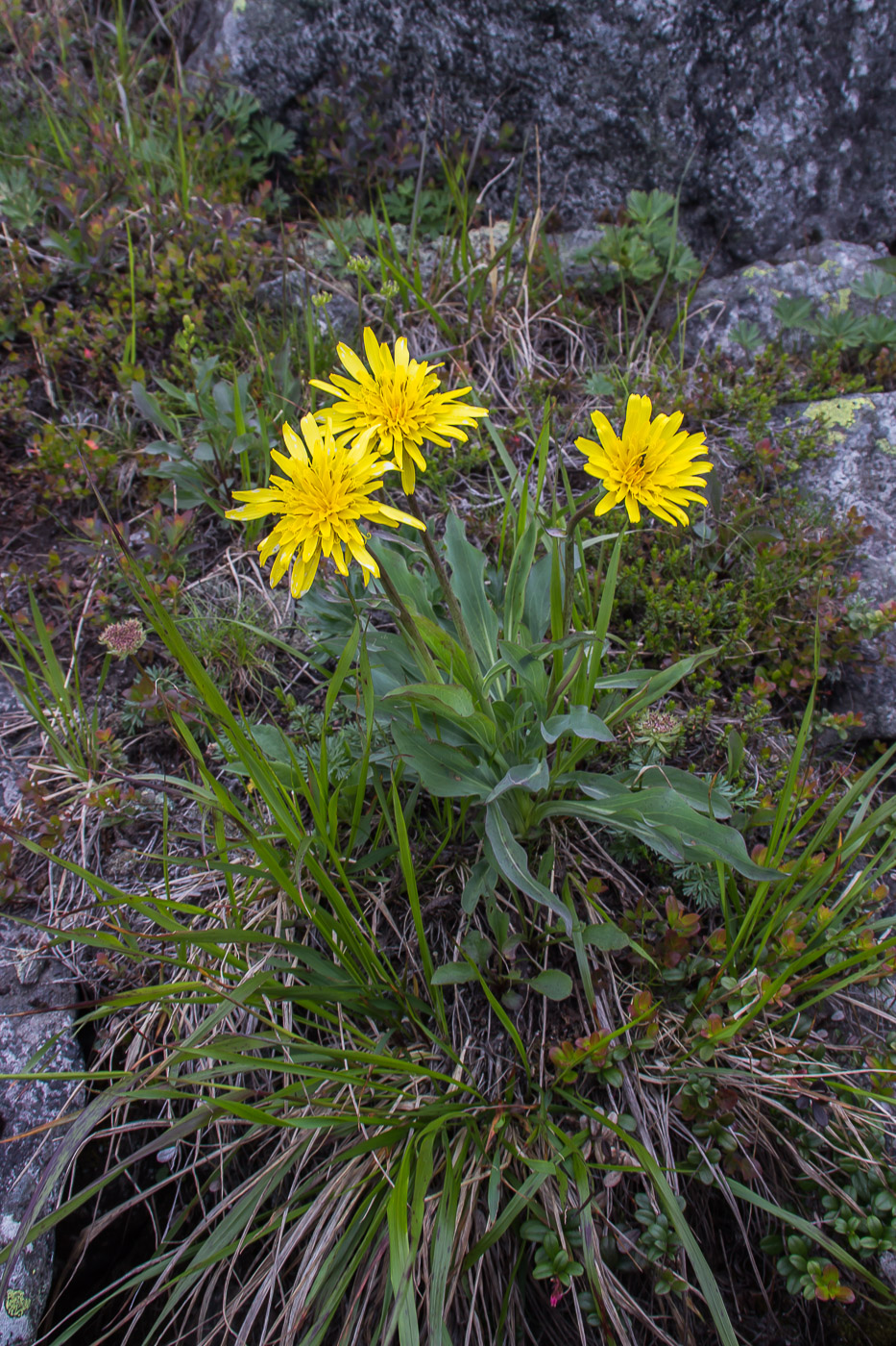 Изображение особи Scorzonera glabra.