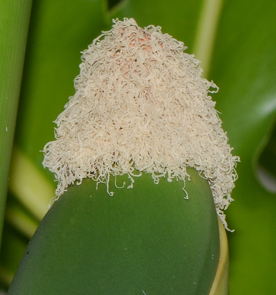 Image of Philodendron bipinnatifidum specimen.