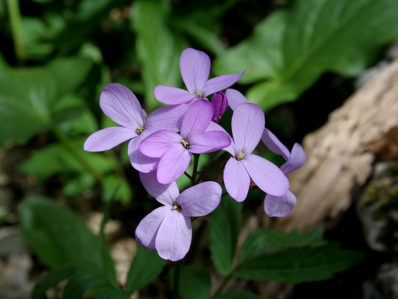 Image of Cardamine quinquefolia specimen.