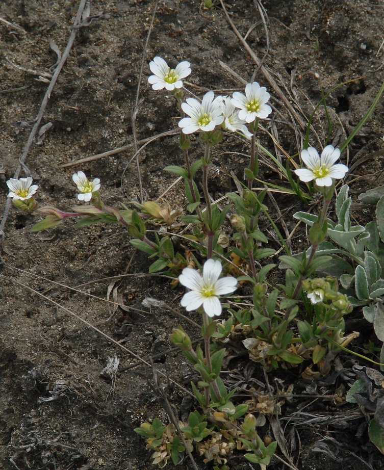 Image of Cerastium arvense specimen.