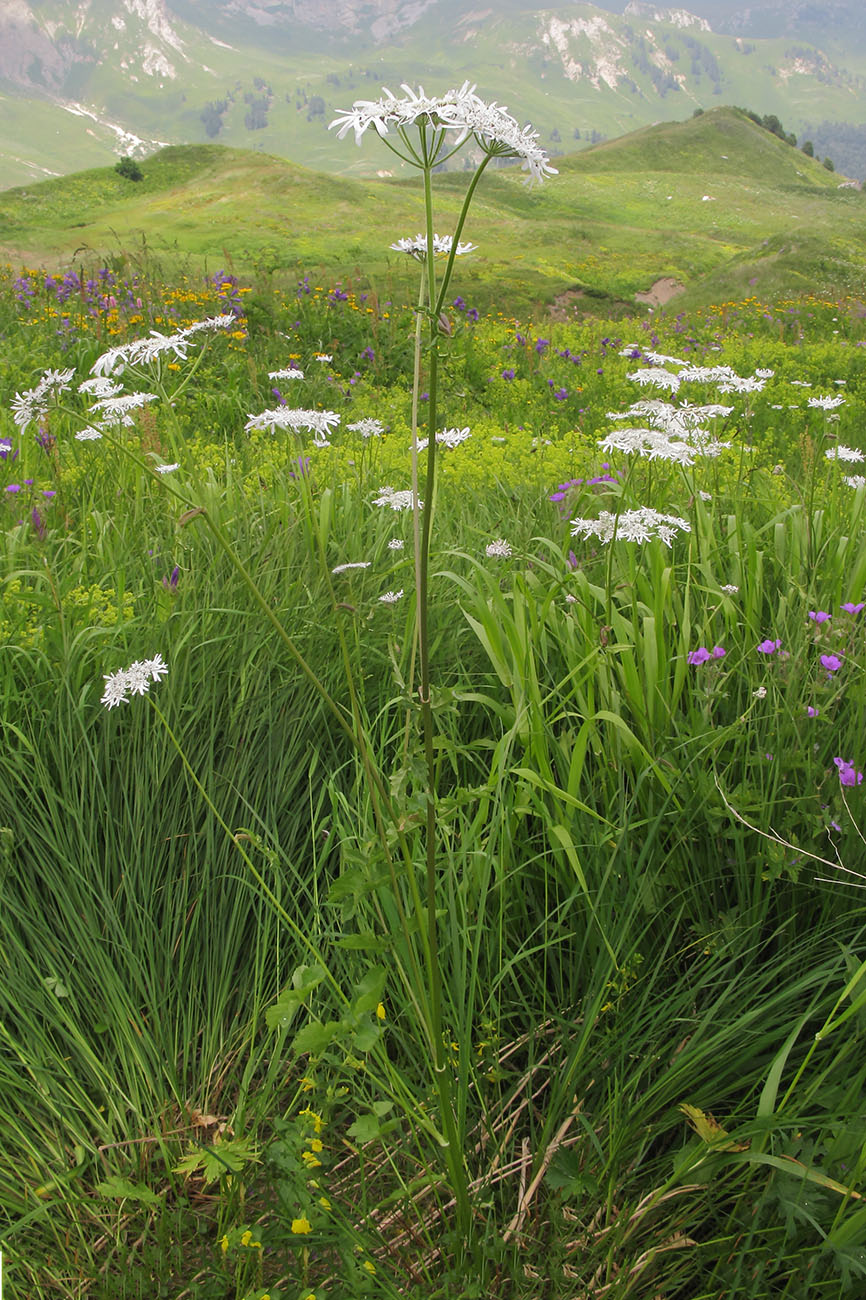 Изображение особи Heracleum apiifolium.