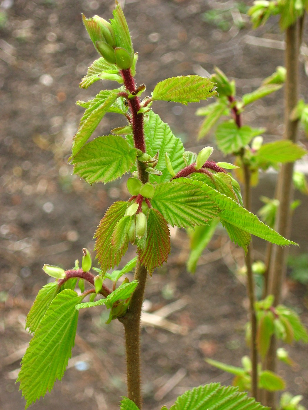 Изображение особи Corylus avellana.