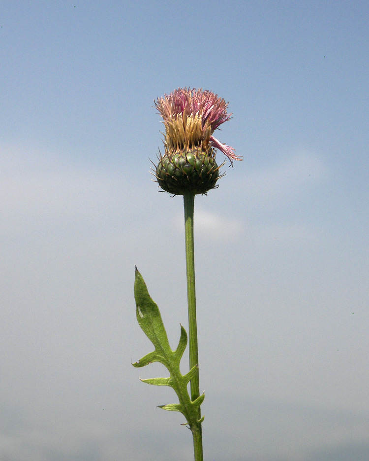 Image of Klasea biebersteiniana specimen.