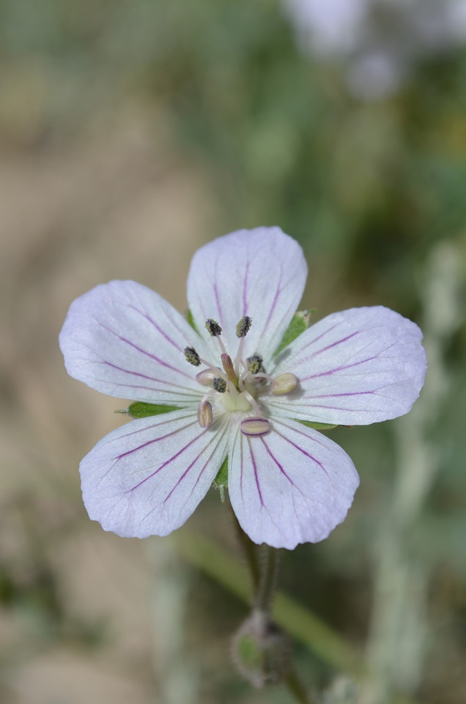 Изображение особи род Geranium.