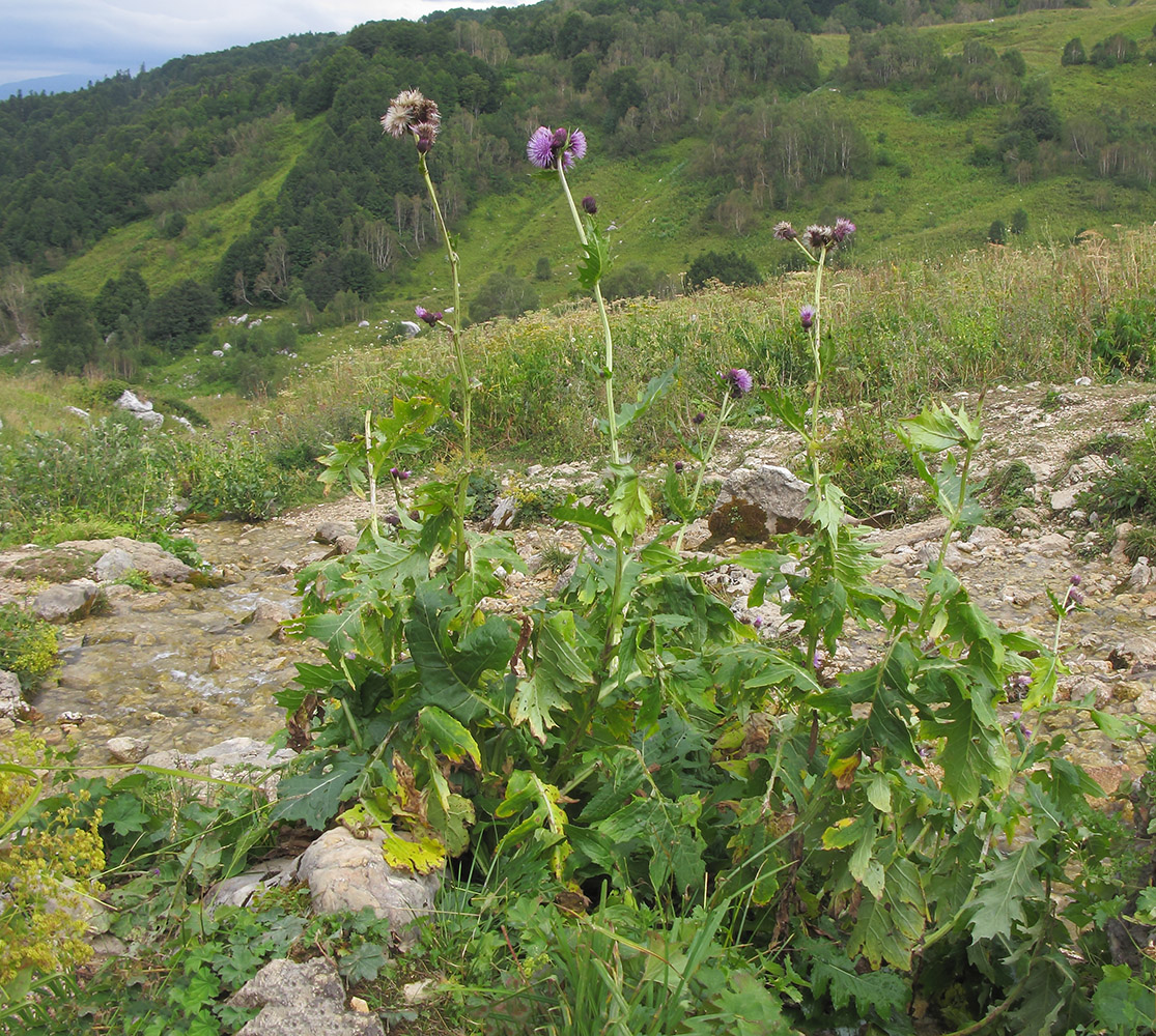 Изображение особи Cirsium sychnosanthum.