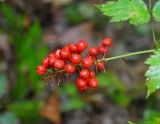 Actaea erythrocarpa. Соплодие. Приморье, Ольгинский р-н, долина р. Милоградовка, смешанный лес. 20.08.2015.