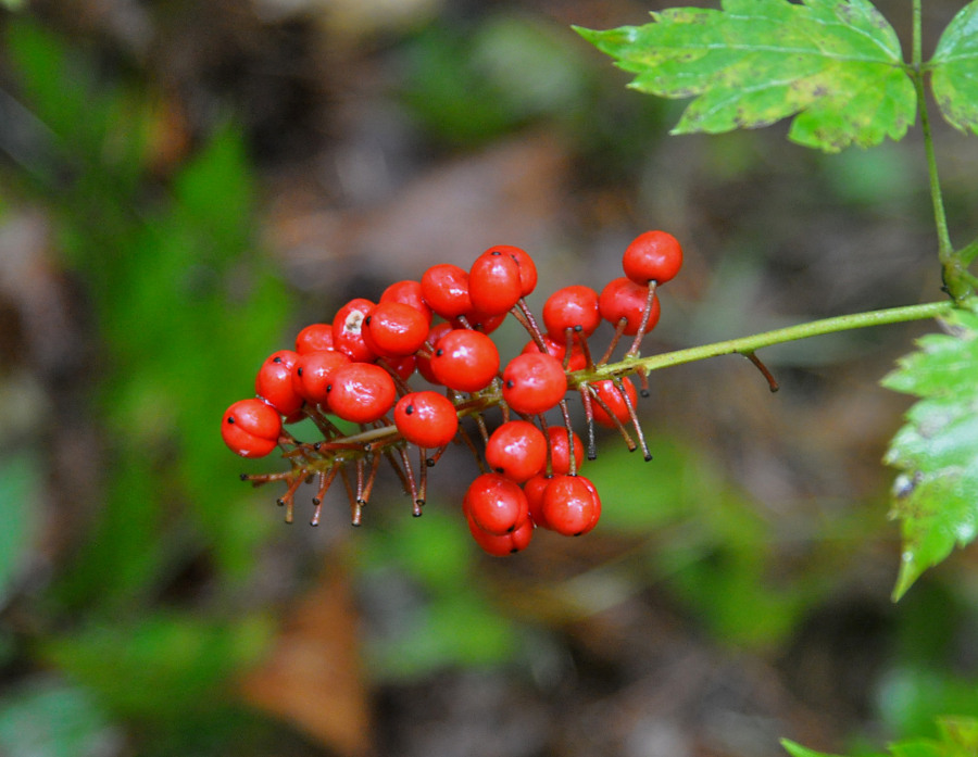 Image of Actaea erythrocarpa specimen.