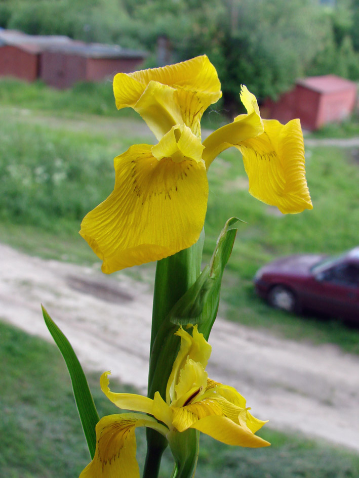 Image of Iris pseudacorus specimen.