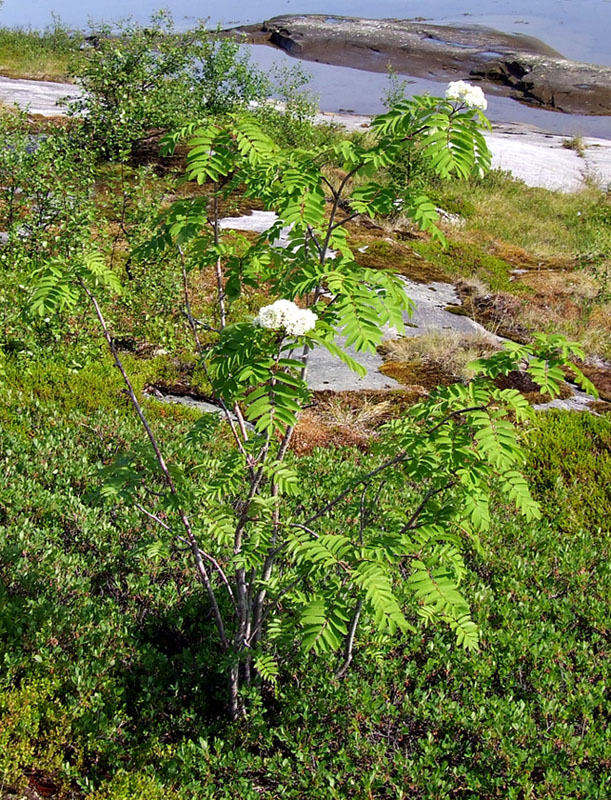 Image of Sorbus aucuparia ssp. glabrata specimen.