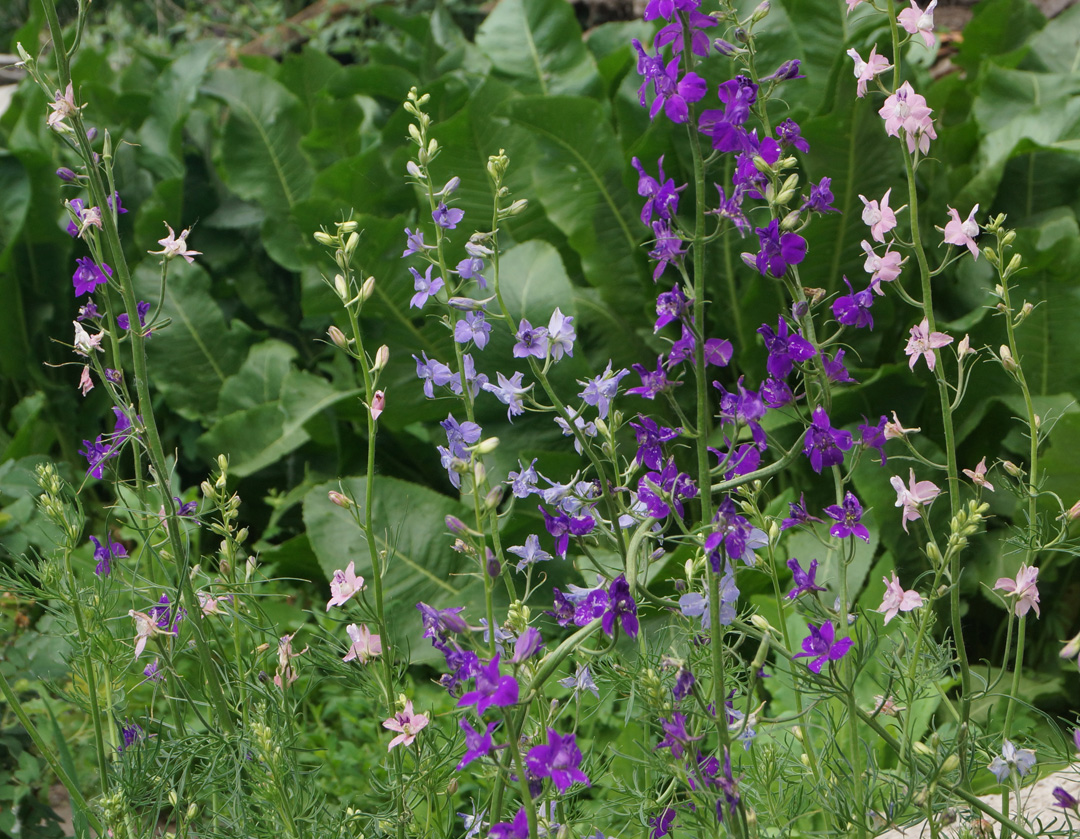 Изображение особи Delphinium ajacis.