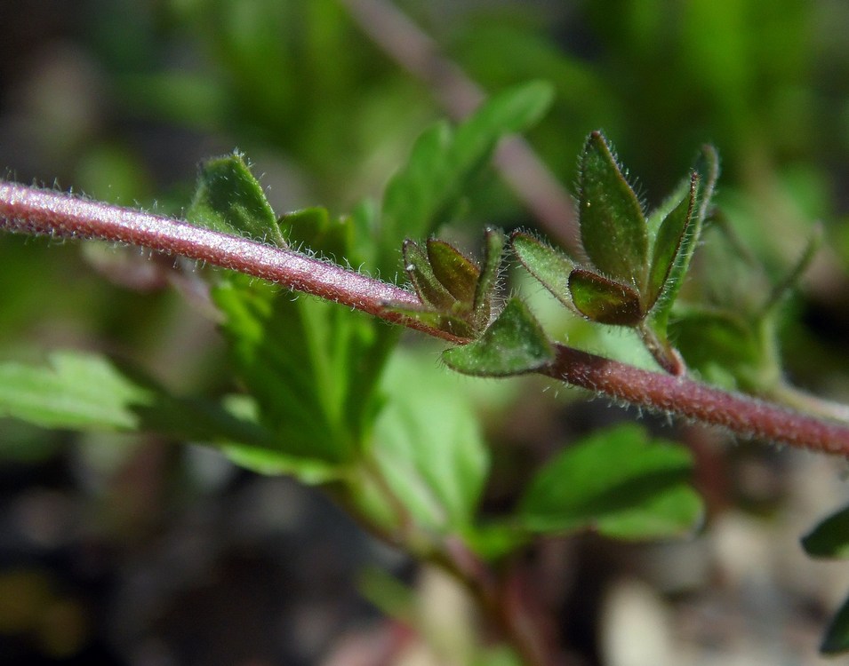 Image of Veronica umbrosa specimen.