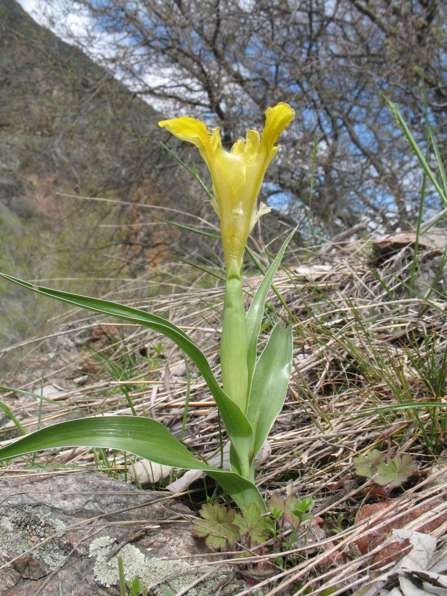 Изображение особи Juno orchioides.